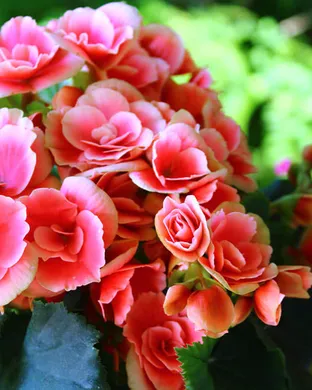 Begonia